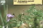Astragalus parodii