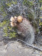 Austrocactus bertinii