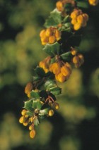 Berberis darwinii