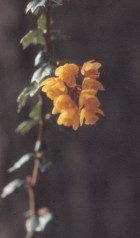 Berberis darwinii