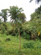 Bocconia integrifolia