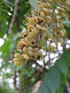 Bocconia integrifolia