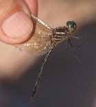 Brechmorhoga nubecula