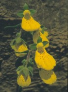 Calceolaria crenatiflora