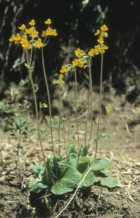 Calceolaria valdiviana