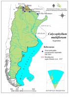 Calycophyllum multiflorum