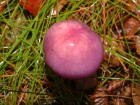 Cortinarius magellanicus