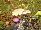 Cortinarius magellanicus