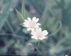 Cerastium arvense