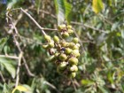 Cestrum lorentzianum