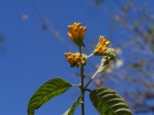 Cestrum lorentzianum