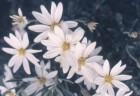 Chiliotrichum rosmarinifolium