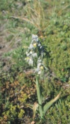 Chloraea magellanica