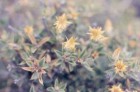 Chuquiraga avellanedae