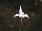 Codonorchis lessonii
