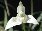 Codonorchis lessonii