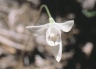 Codonorchis lessonii
