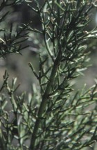 Colletia hystrix
