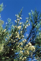 Colletia hystrix