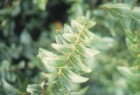 Coriaria ruscifolia