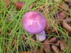 Cortinarius magellanicus