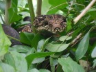 Boa constrictor
