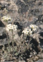 Draba gilliesii