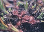 Drosera uniflora
