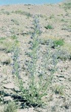 Echium vulgare