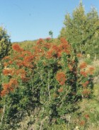 Embothrium coccineum