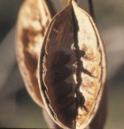 Embothrium coccineum