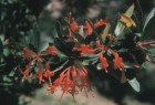 Embothrium coccineum