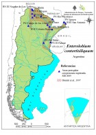 Enterolobium contortisiliquum