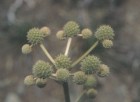 Eryngium paniculatum