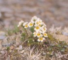 Euphrasia meiantha