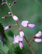Desmodium uncinatum