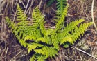 Woodsia montevidensis