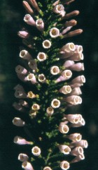 Fabiana imbricata