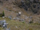 Hippocamelus antisensis