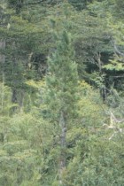 Fitzroya cupressoides