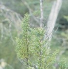 Fitzroya cupressoides