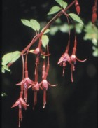 Fuchsia magellanica