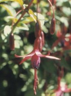 Fuchsia magellanica