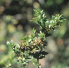 Gaultheria phillyreifolia