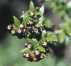 Gaultheria phillyreifolia