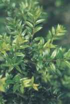 Gaultheria phillyreifolia