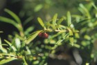 Gaultheria tenuifolia