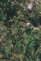 Geranium berteroanum