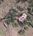 Geranium sessiliflorum