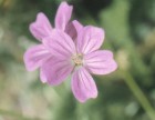 Geranium sessiliflorum